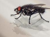 Usan bacterias contra plaga mosca negra