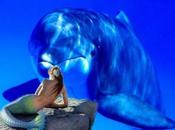 ¿Ballena sirena?