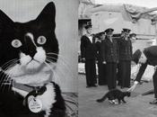 gato “maldito”, felino insumergible Segunda Guerra Mundial