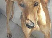 perrera jerez cadiz galgos hembras macho blanco‏.