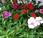 bonitos coloridos Dianthus