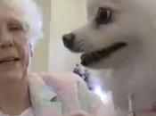 Abuelos Miami disfrutaron desfile canino geriátrico