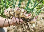 Cómo plantar jengibre macetas fácilmente casa