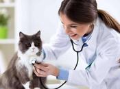 Curso Auxiliar Técnico Veterinaria Tecni Estudio