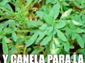 Agua ruda canela para prosperidad plantas magicas