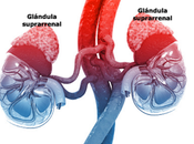 Hábitos vida alimentación ayudan glándulas suprarrenales
