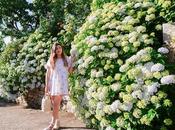 Paula hydrangealand