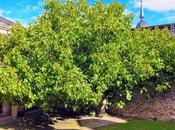 Castillo museos Ponferrada inician programación “Presencias: Patrimonio, Museos Artes Escénicas”
