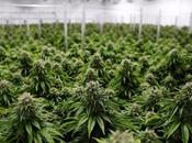 Perú: cultivo marihuana medicinal está paso legal