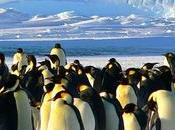 Hallan microplásticos dieta pingüinos Antártida