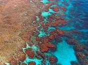 Arrecifes: vida resguardan