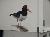 Jean Larson aves Önundarfjörðu (Flateyri)