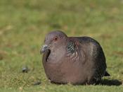 Aves Palermo