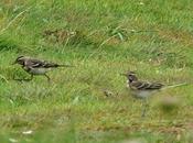 Lavandera boyera, esperando para migrar