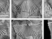 Nuevo género fósil dedicado Comarca Almadén