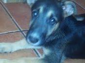 Baby, cachorrita pastor aleman adopcion. (Jaén)