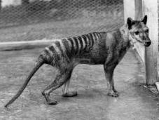años desaparición tigre Tasmania