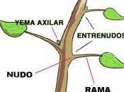 Funciones Tallo Plantas