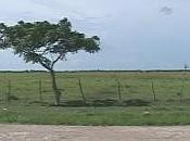 Sagua amenazada. PENUD rescate.