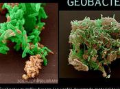 Geobacteria genera electricidad limpiando residuos nucleares