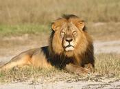 Kenia: Captan inusual momento león abraza árbol