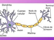 Neurona: cuáles partes