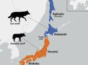 extinción lobos japoneses