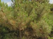 Pino marítimo (Pinus pinaster)