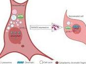 Proteína lograría revertir Envejecimiento