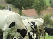 Enseñan vacas para frenar cambio climático