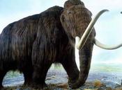 Científicos quieren revivir mamut lanudo acaban conseguir millones para hacerlo realidad