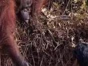 orangután extiende mano hombre caído charco.