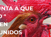 Todo apunta pollo cantará estados unidos