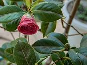 Flor