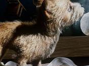 Miércoles canino