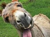 Jamás discutas burros