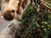 Loro Parque conmemora Perezoso vídeo estos animales lentos como fascinantes