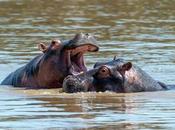 hipopótamos Pablo Escobar están fuera control siguen reproduciéndose