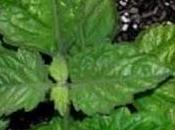 Pachuli antiinflamatorio,antiseptico,antidepresivo