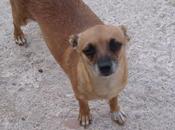 Java, perrita mini adopción Refugio Viento. (Murcia)