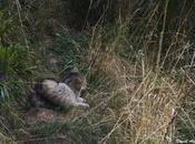 gato montés