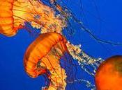 Desveladas claves éxito evolutivo medusas