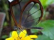 Flores, Plantas Mariposas