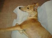 Valentin, preciosisimo galgo quieren, necesita hogar. (valencia)