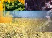 Biomasa energía (parte iii)