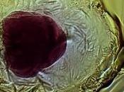 ¿Vida metálica? experimento demuestra posible