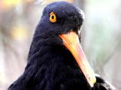 Ostrero euroasiático-haematopus ostralegus