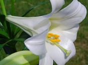 Lilium longiflorum