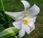 Lilium longiflorum