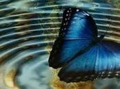 Cómo efecto “mariposa” puede dañar desempeño organización.
